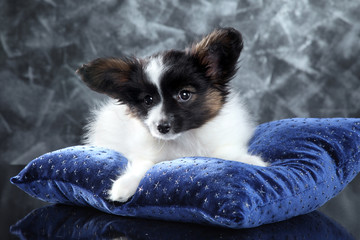 Papillion puppy lying on pillow