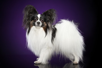 Papillon dog in stand on a purple background