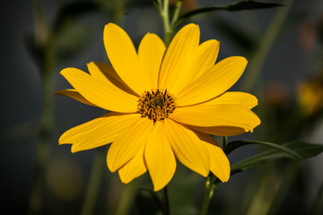 Yellow Flower