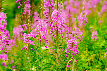 Purple flowers rosebay on norwegian nature