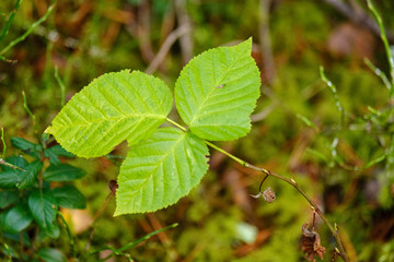 dark foliage on the forest floor in autumn