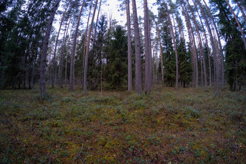 dark foliage on the forest floor in autumn