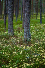 Obraz premium dark foliage on the forest floor in autumn
