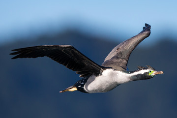 Shag in Flight