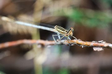 damselfly, nature, insect