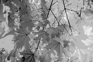 black and white autumn leaves textured background