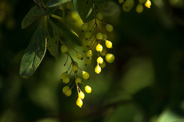 Green barberry fruit backlit by the sun