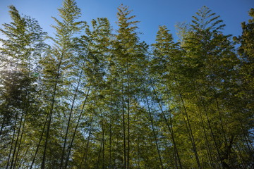  Tranquil bamboo forest in the afternoon ,Shikoku,Japan