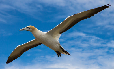 Gannet Flying