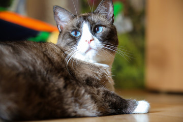 Domestic snowshoe cat