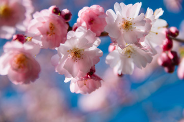 Cherry Blossom in Spring