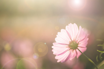 Pink cosmos flower blossom in a garden with sunlight