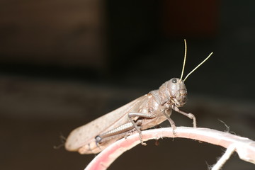 grasshopper on black background