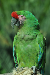 green macaw