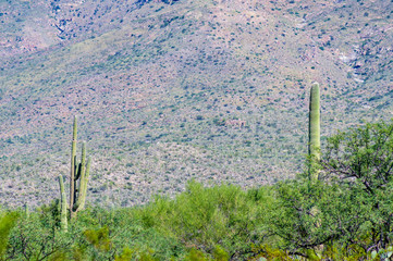 saguaro cactus forest in a mountain