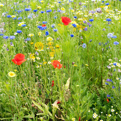 Closeup view of a field with poppy and corn flowers.
