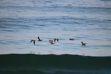 Birds flying over the sea.