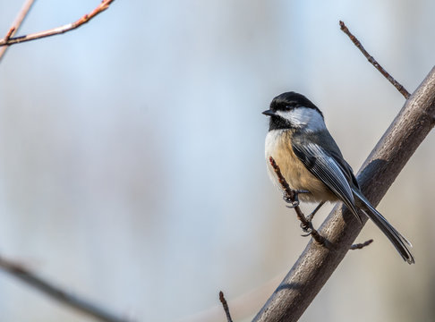 Black-capped Chickadee at Tylee Marsh, Rosemere, Quebec, Canada