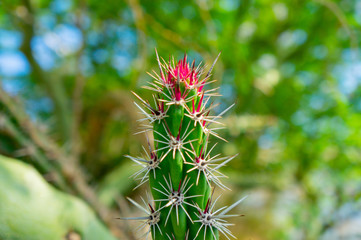 bright red spikes on a jumping cactus