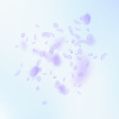 Naklejka premium Violet flower petals falling down. Breathtaking ro