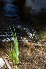 Stream with Grass