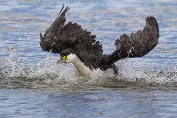 Shag taking off