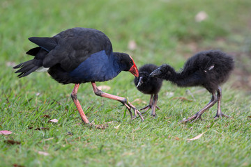 Pukeko Feeding Chicks 4