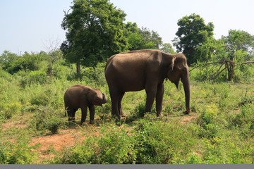 Fototapeta na wymiar Happy asian elephant family inside the udawalawe national park, Sri Lanka. Baby Elephant.