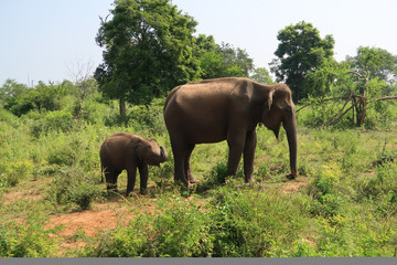 Fototapeta premium Happy asian elephant family inside the udawalawe national park, Sri Lanka. Baby Elephant.