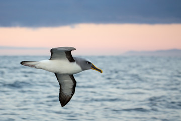 Albatross in flight