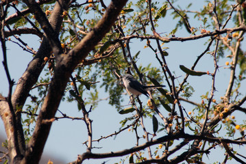 Obraz premium pajaro