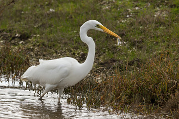 Obraz premium White Heron Fishing
