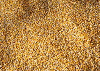Corn Kernel Background