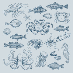 Hand drawn set of pictures with marine life. Vector illustration, sketch, graphic, contour illustration with fish in retro style