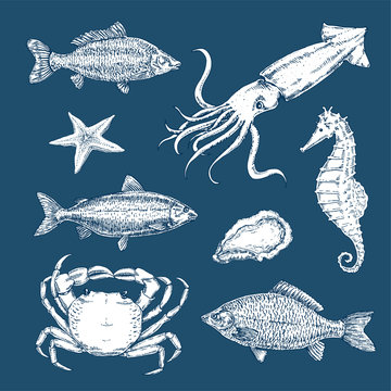 Hand drawn set of pictures with marine life. Vector illustration, sketch, graphic, contour illustration with fish, crab, squid, seahorse, oyster, in retro style