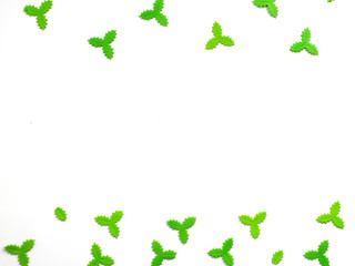 flat lay green leaves on white background