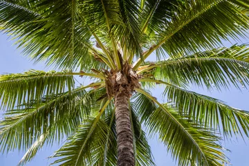Kokospalme mit blauem Himmel © deaw59