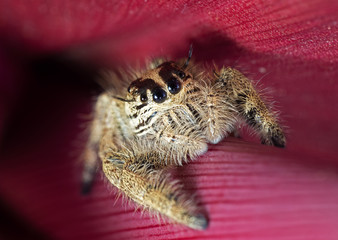 Macro Photo of Jumping Spider on Red Leaf