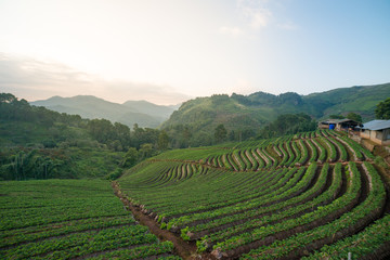 Fototapeta premium Strawberry field in the morning located in Chiang Mai North of Thailand. Environment and nature concept