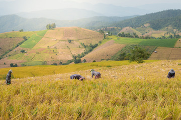 Obraz premium The Asian farmer at golden rice filed is harvesting the rice during harvesting season. nature concept