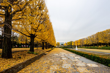 Ginkgo tree and leaves falling to the ground at Showa Kinen Park in Tokyo , Japan