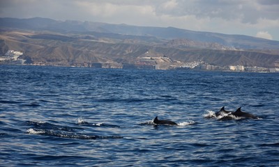 dolphins in the atlantic ocean off the coast of gran canaria