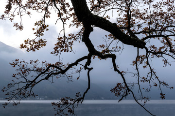 Blick auf den Traunsee unter einem Baum