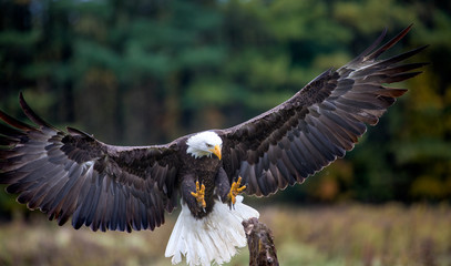 Bald Eagle Landing