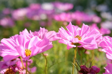 close up cosmos flower in nature background