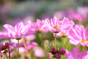 Fototapeta premium close up cosmos flower in nature background