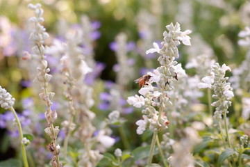 lavender flower in nature background