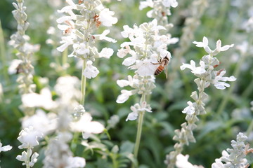 lavender flower in nature background