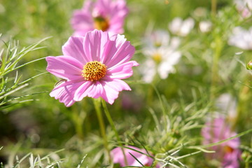 cosmos flowers in garden and sunset on natural background