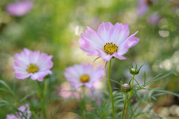 Obraz premium kosmos kwitnie w ogrodzie i zachód słońca na tle przyrody